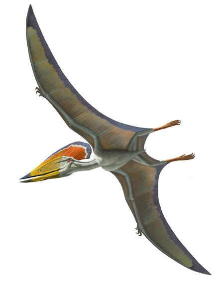 Pterosaur wallpaper