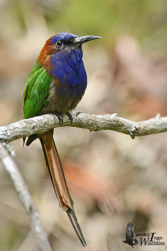 Purple-bearded bee-eater