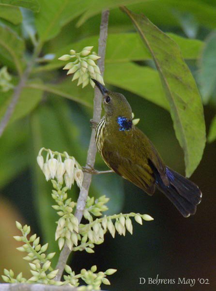 Purple-naped sunbird