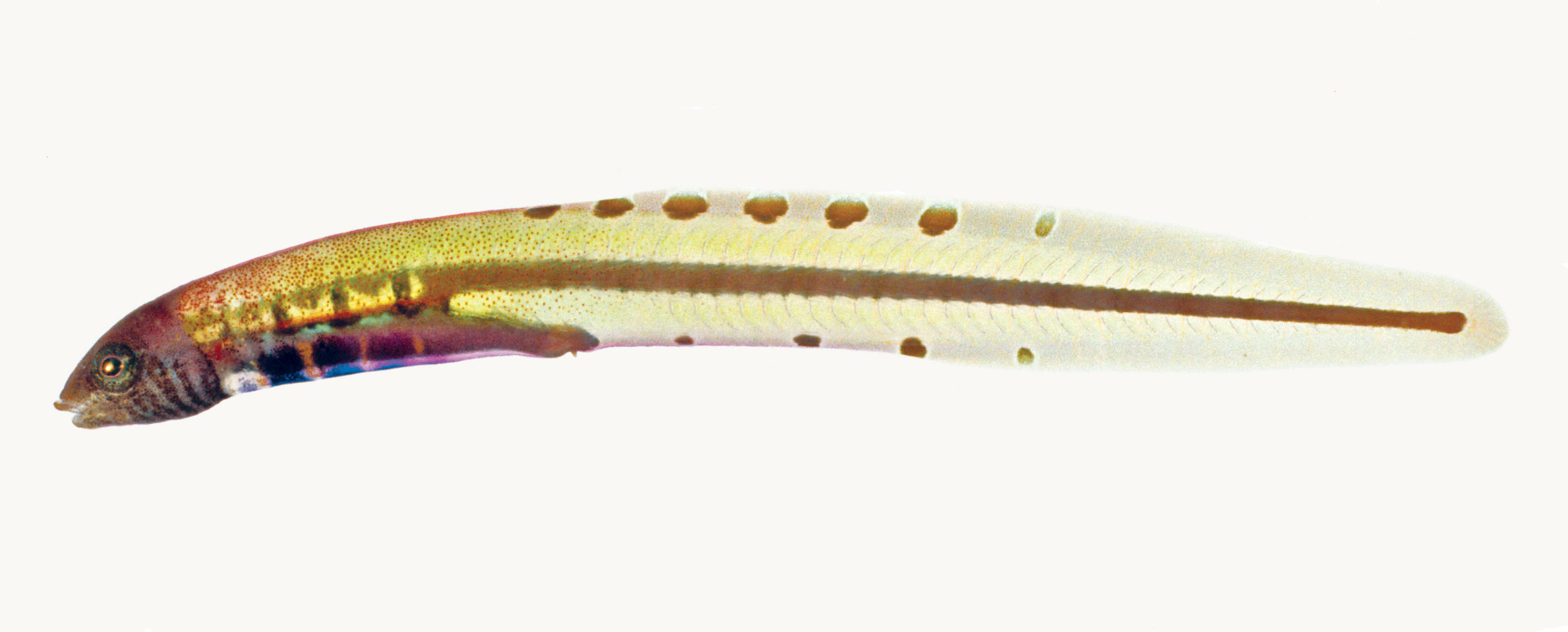 Pygmy shore-eel