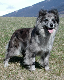 Pyrenean Shepherd - Dog Breed