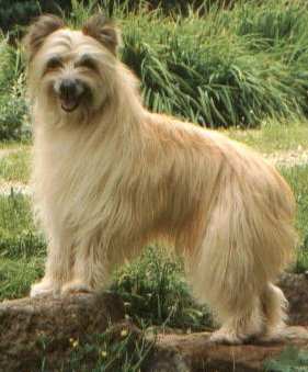 Nice Pyrenean Shepherd - Dog Breed
