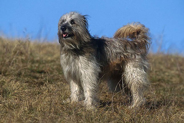 Cute Pyrenean Shepherd - Dog Breed
