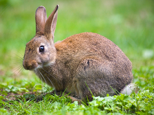 Rabbits, Hares, and Pikas