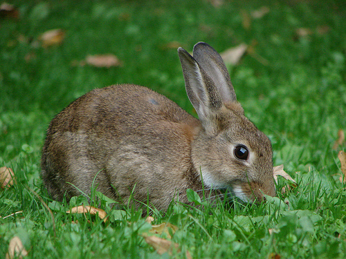 Cute Rabbits, Hares, and Pikas
