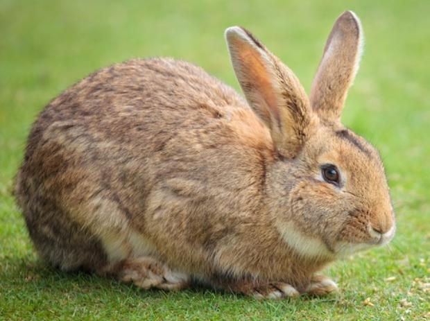 Photo Rabbits, Hares, and Pikas