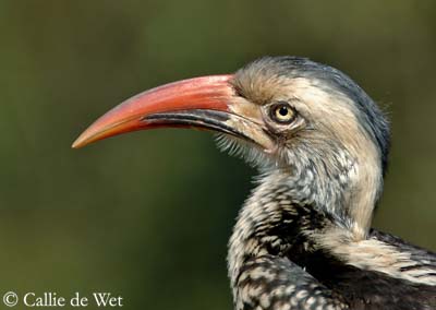 Pretty Red-billed hornbill