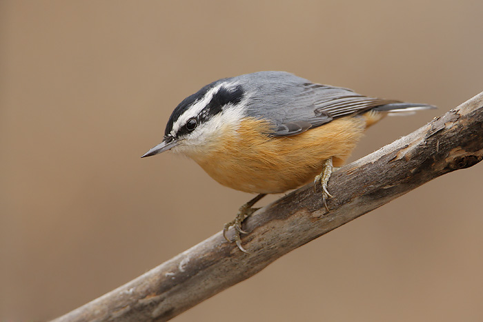 Pretty Red-breasted nuthatch