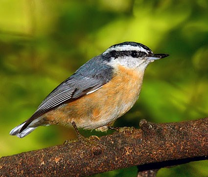 Pretty Red-breasted nuthatch