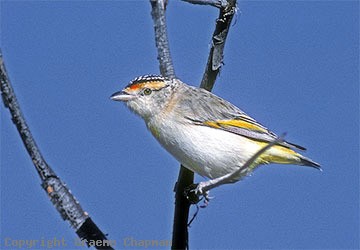 Pretty Red-browed pardalote
