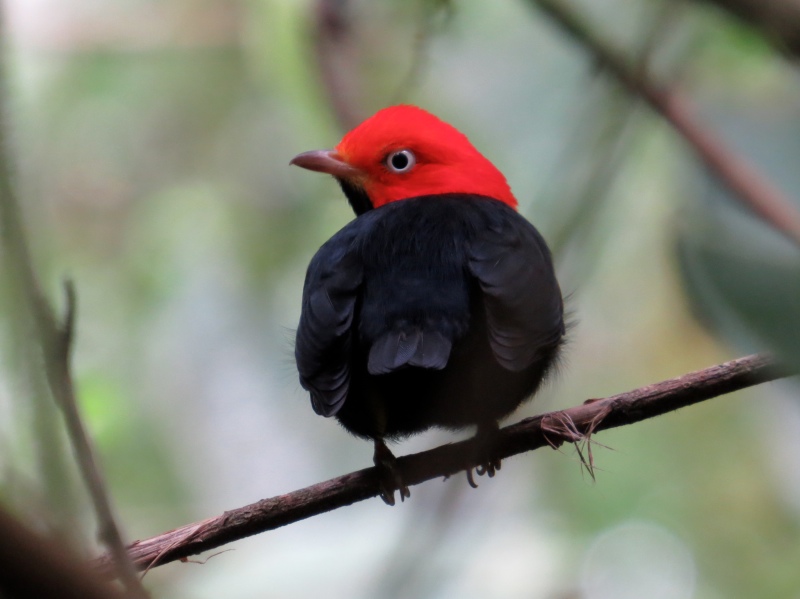 Pretty Red-capped manakin