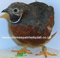Pretty Red-chested buttonquail