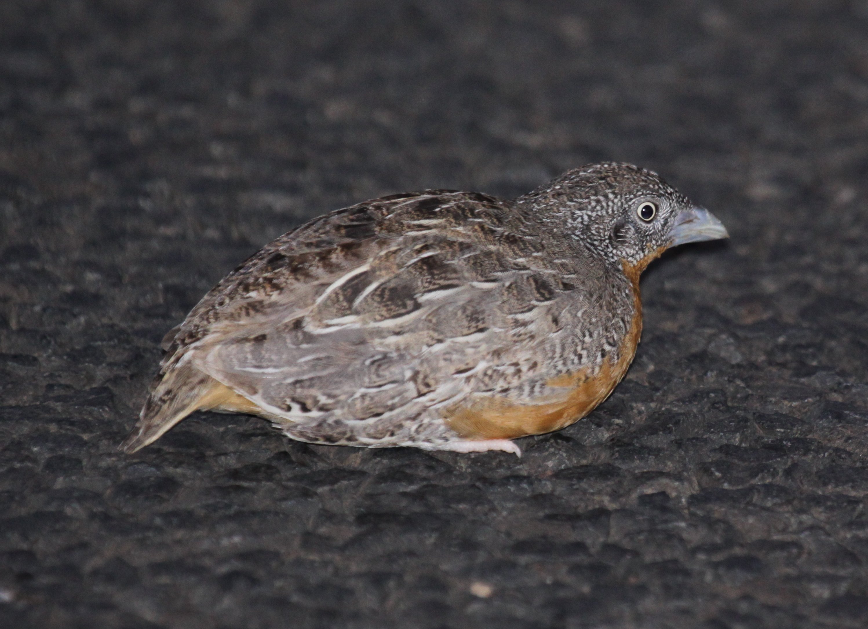 Pretty Red-chested buttonquail