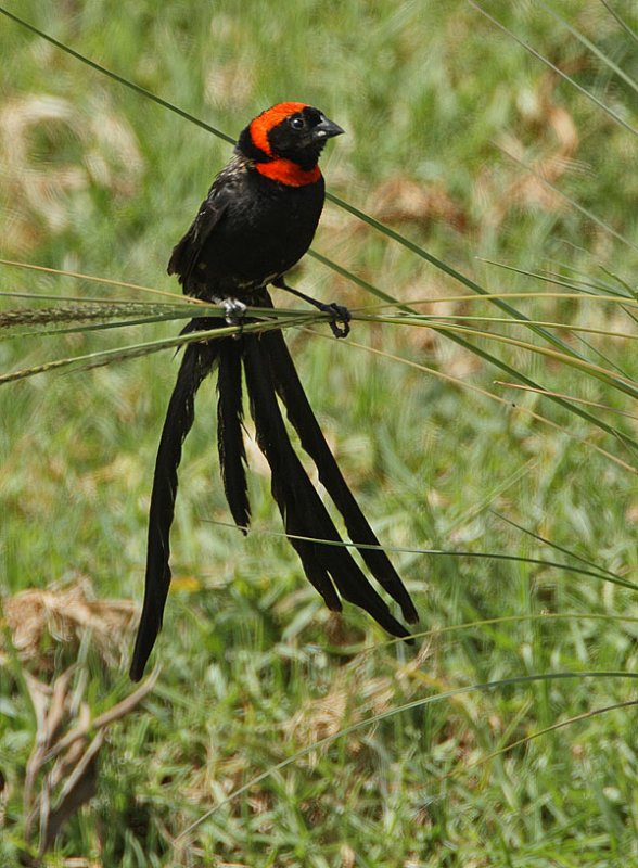 Red-collared widow-bird