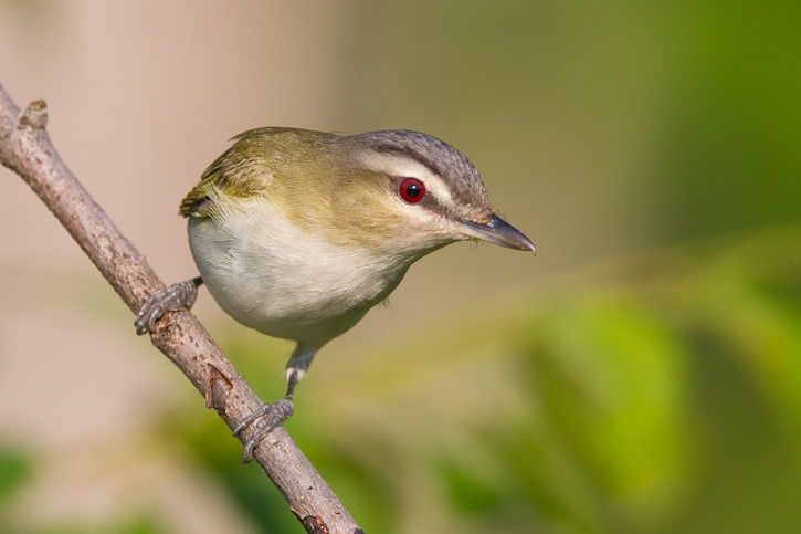 Pretty Red-eyed vireo