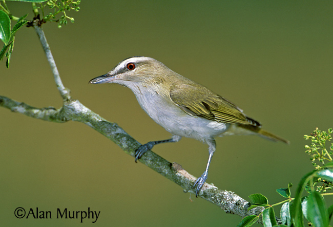 Pretty Red-eyed vireo