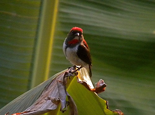 Pretty Red-fronted flowerpecker weaver-finch