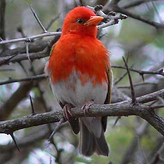 Red-headed weaver