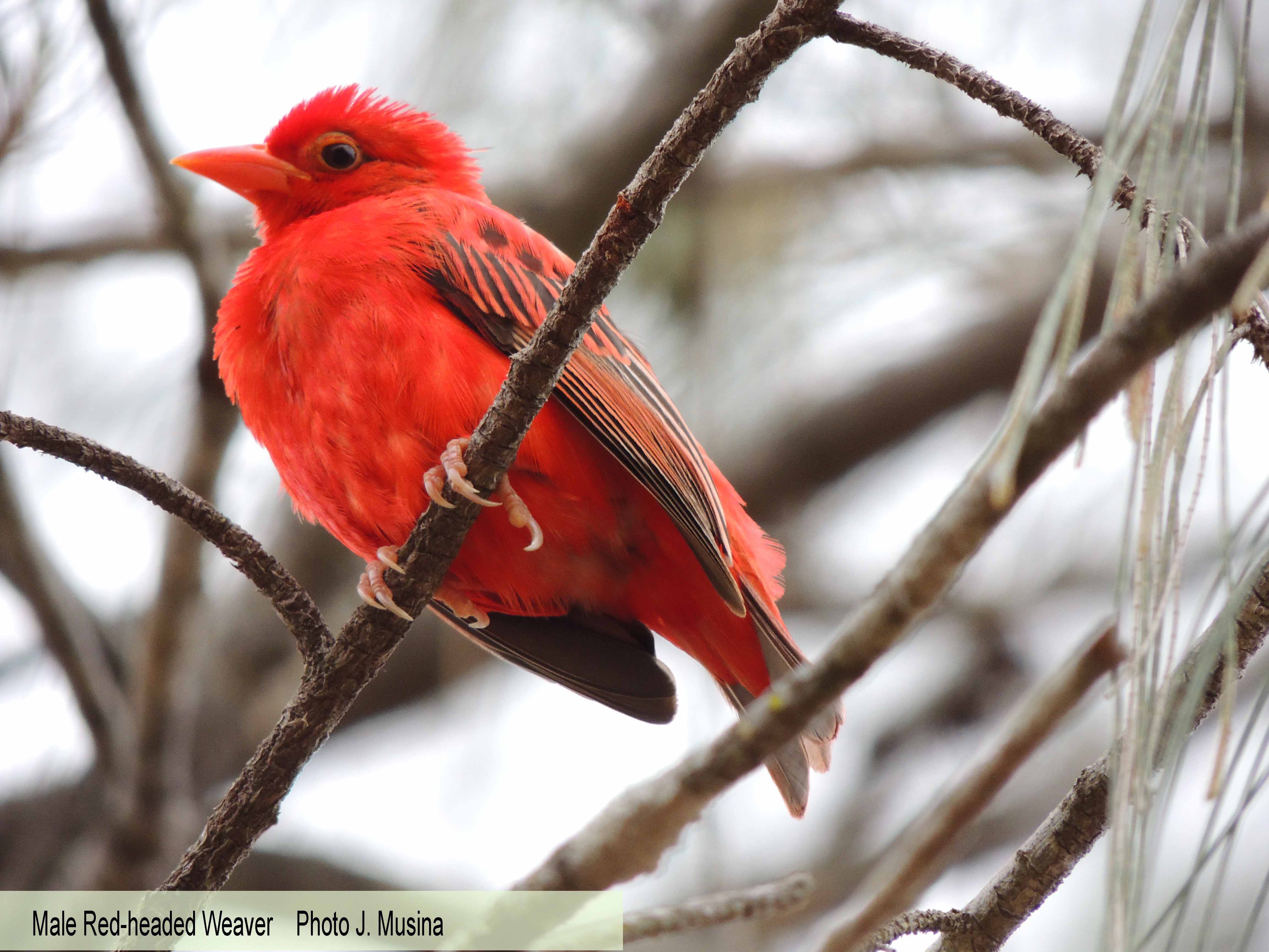 Pretty Red-headed weaver