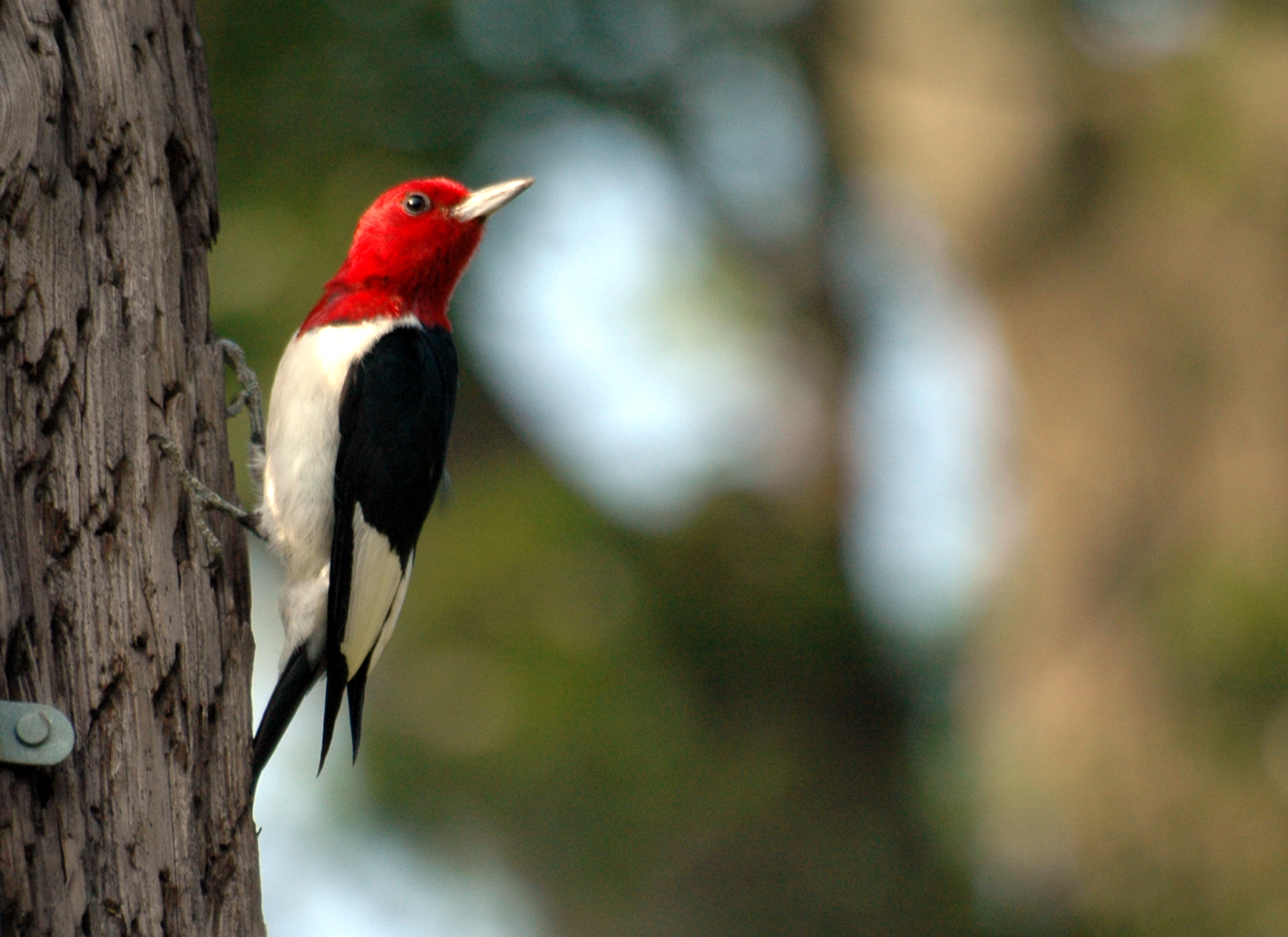 Pretty Red-headed woodpecker
