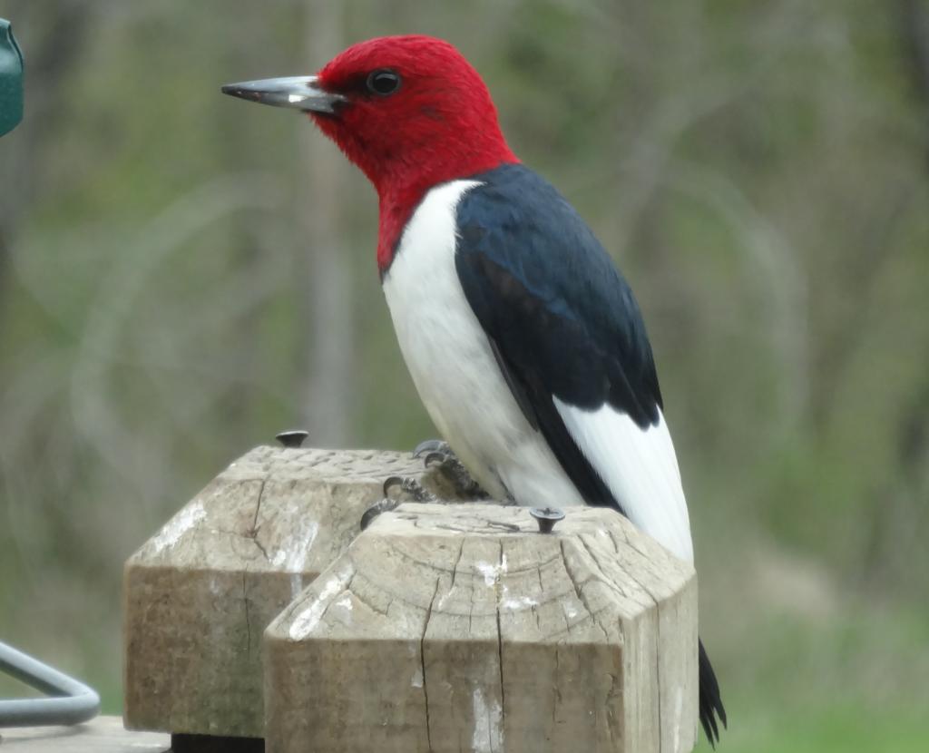 Pretty Red-headed woodpecker