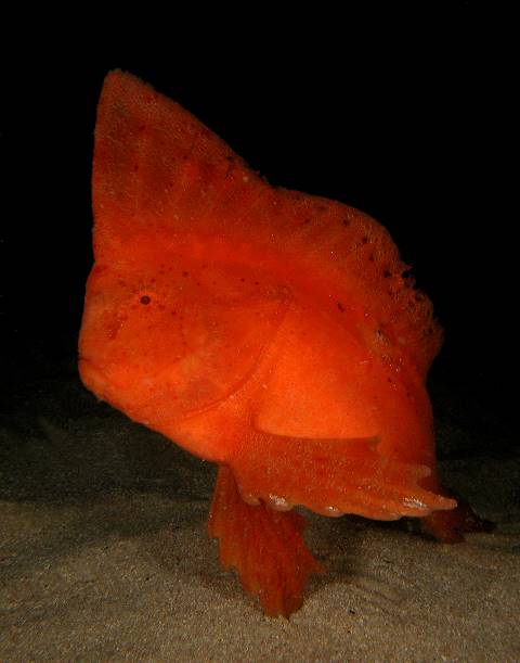 Red indianfish