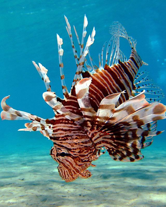 Pretty Red lionfish
