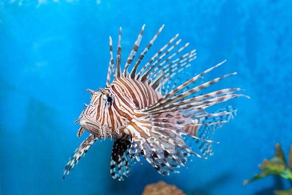 Pretty Red lionfish