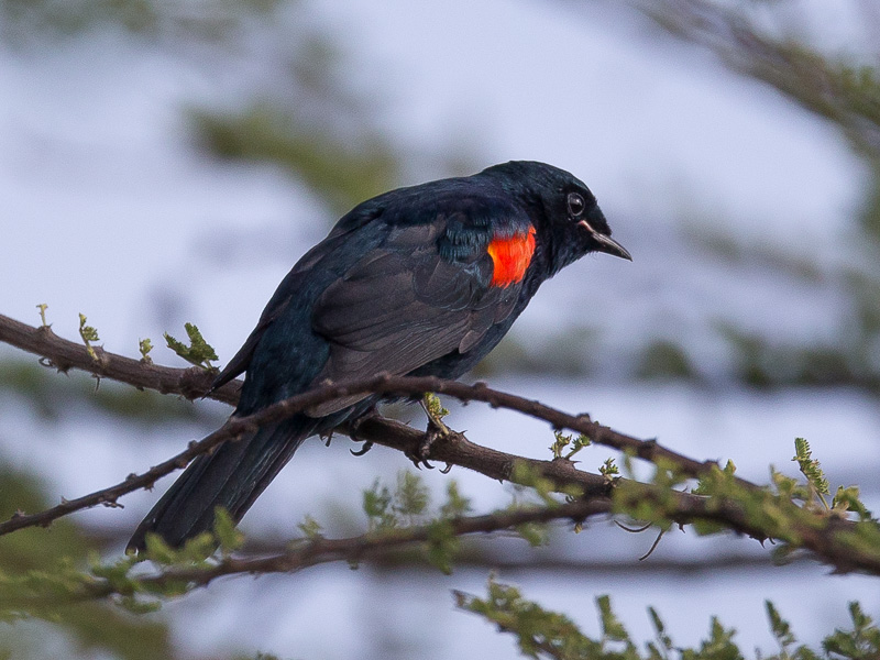 Red-shouldered cuckoo-shrike
