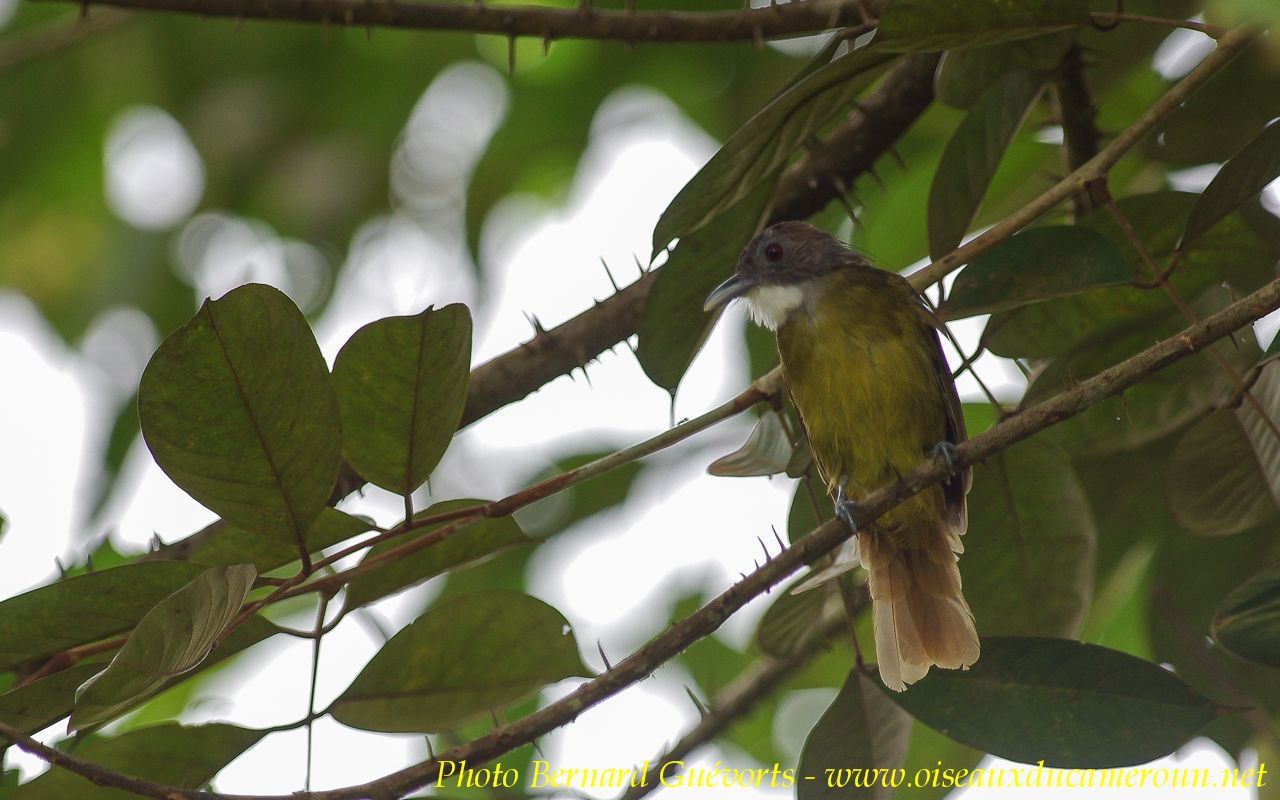 Pretty Red-tailed greenbul