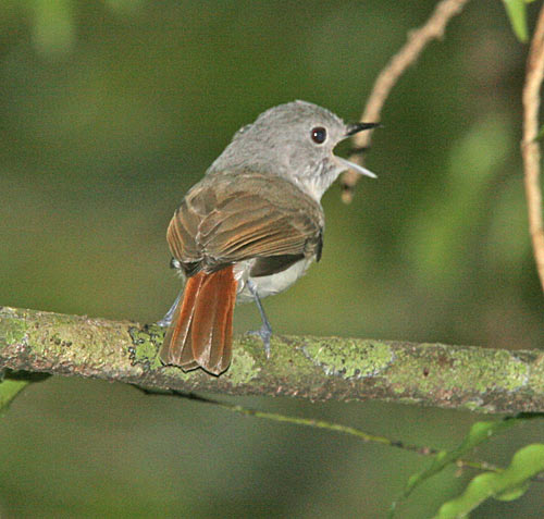 Red-tailed newtonia