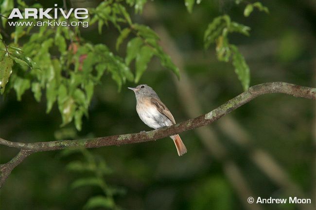 Pretty Red-tailed newtonia