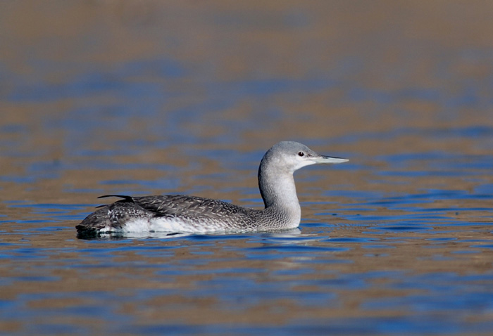Pretty Red-throated loon