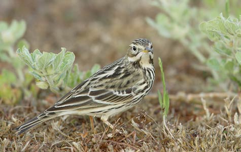 Pretty Red-throated pipit