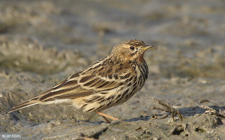 Pretty Red-throated pipit
