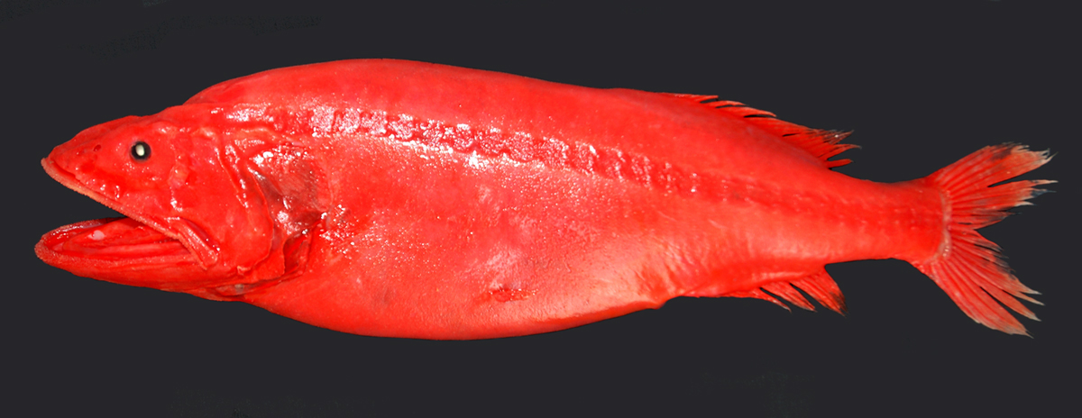 Pretty Red whalefish