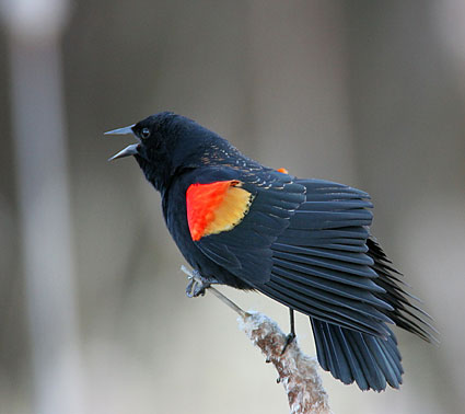 Pretty Red-winged blackbird