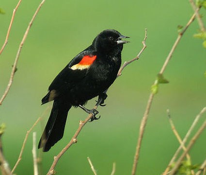 Pretty Red-winged blackbird