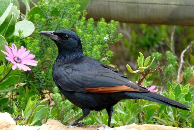 Pretty Red-winged starling