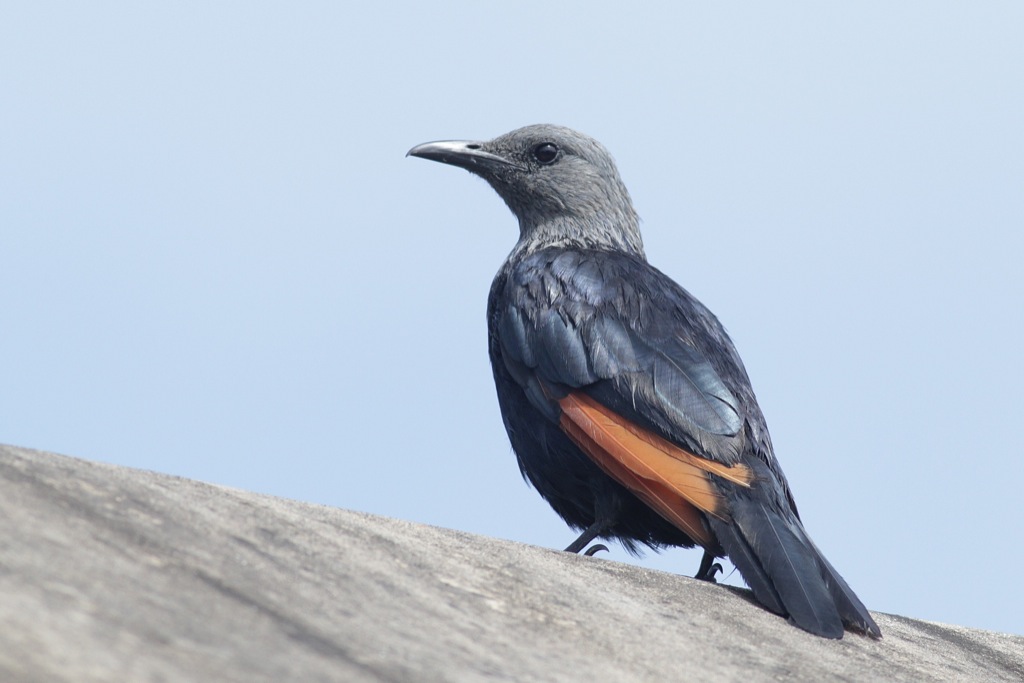 Pretty Red-winged starling