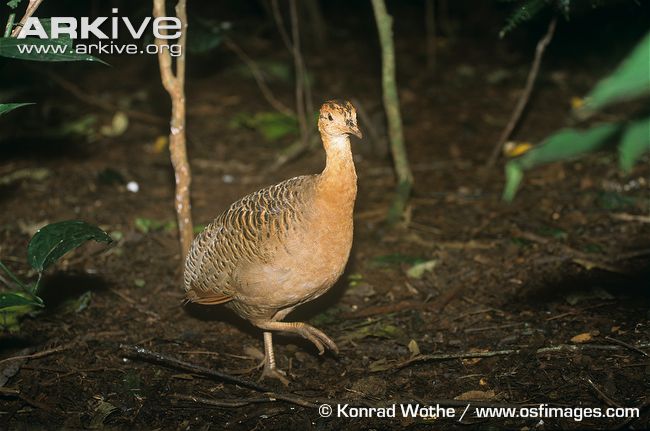 Pretty Red-winged tinamou