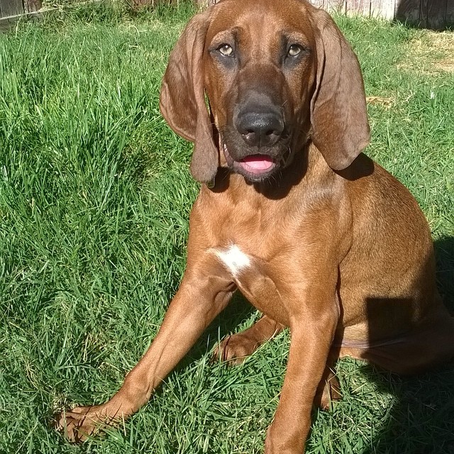 Redbone Coonhound - Dog Breed