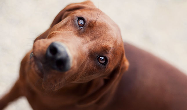 Nice Redbone Coonhound - Dog Breed