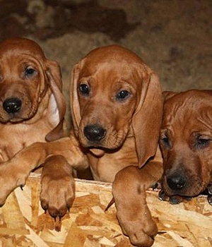 Pretty Redbone Coonhound - Dog Breed