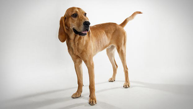 Cute Redbone Coonhound - Dog Breed