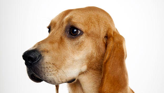 Wallpaper Redbone Coonhound - Dog Breed