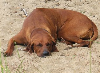 Photo Redbone Coonhound - Dog Breed