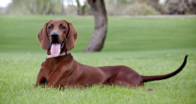 Redbone Coonhound - Dog Breed photo 