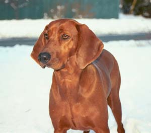 Redbone Coonhound - Dog Breed wallpaper