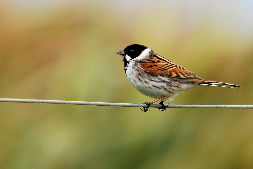 Pretty Reed bunting